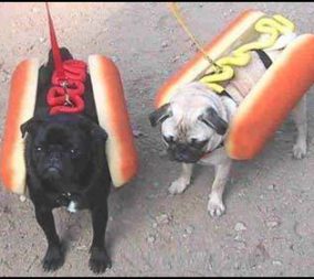two pugs dressed up as hotdogs: one of the foods to avoid while pregnant