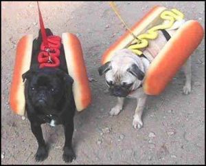 two pugs dressed up as hotdogs: one of the foods to avoid while pregnant
