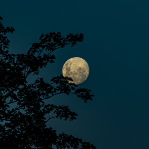A full moon to represent the full moon effect on pregnancy